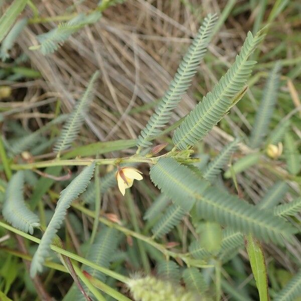 Chamaecrista mimosoides Lapas