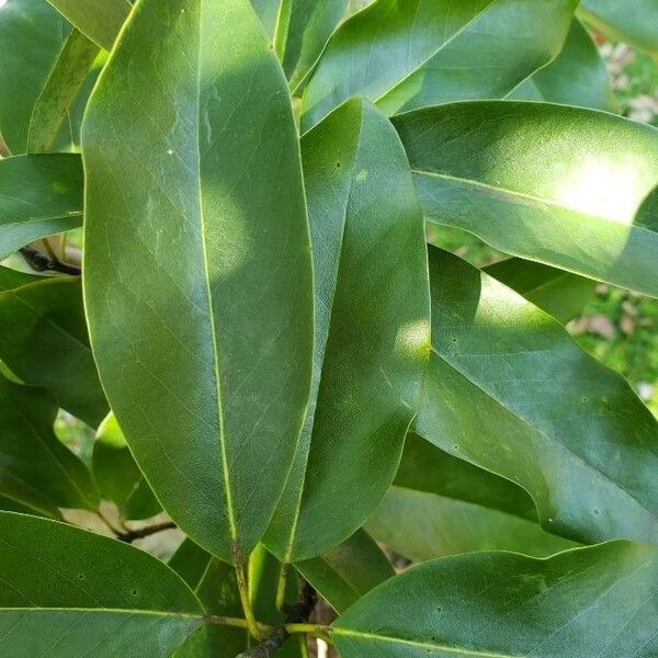 Magnolia virginiana 叶