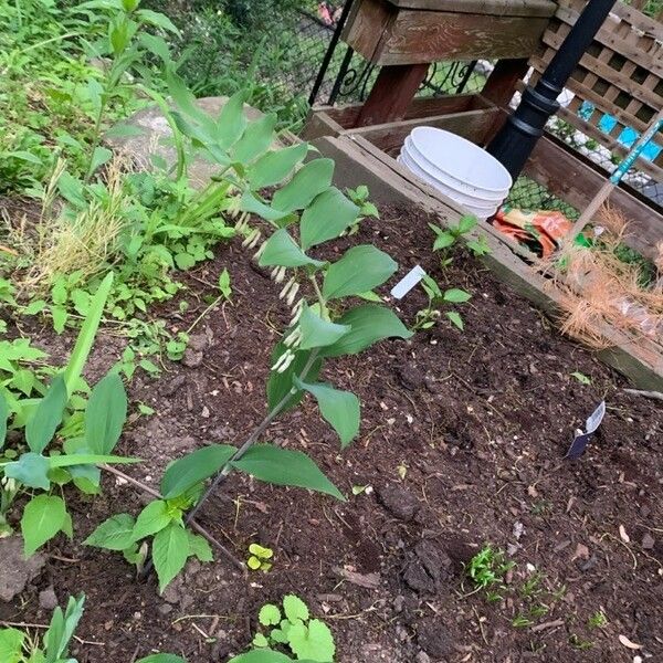 Polygonatum biflorum Blomst