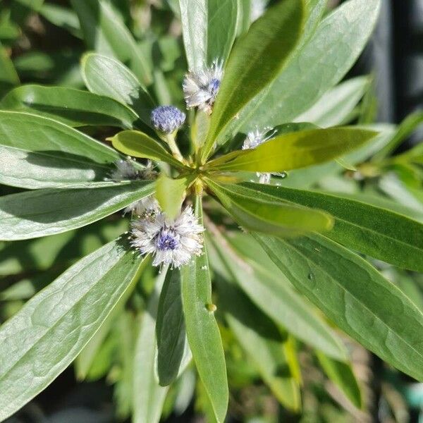 Globularia salicina Flor