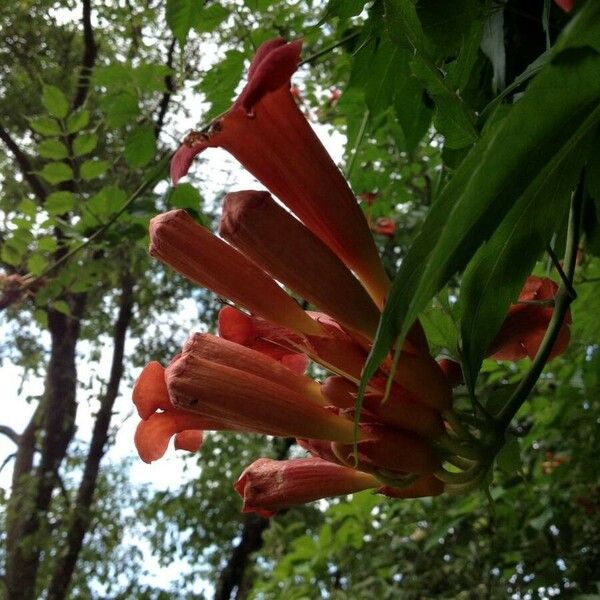 Campsis radicans പുഷ്പം