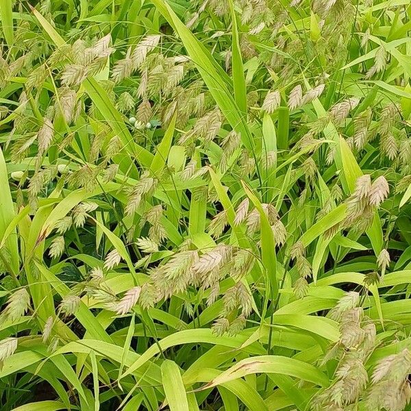 Chasmanthium latifolium Celota