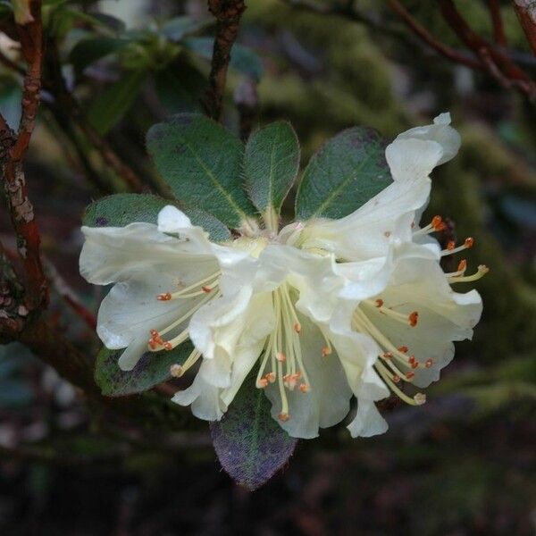 Rhododendron fletcherianum Kvet