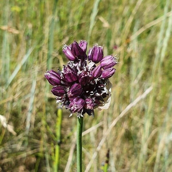 Allium scorodoprasum Flower