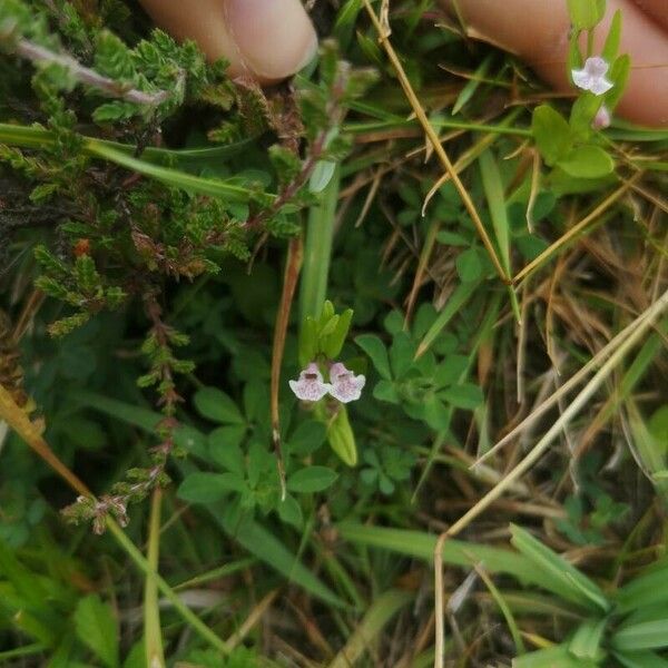 Scutellaria minor Flower