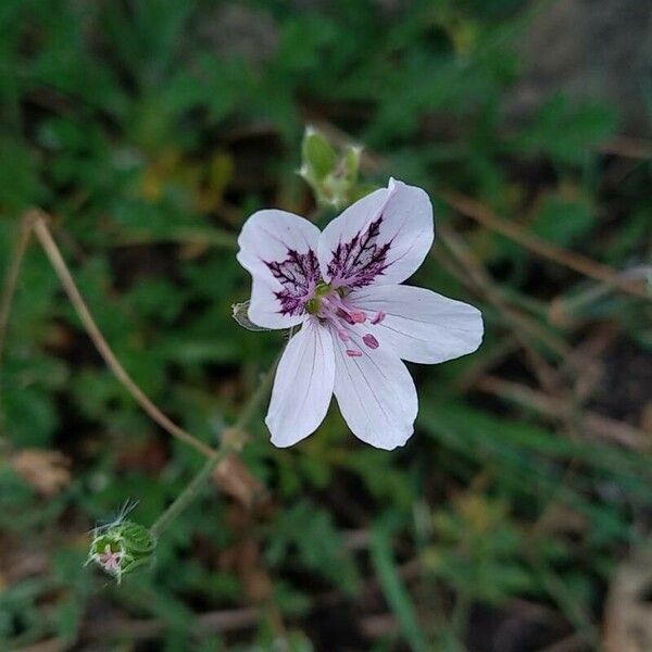 Erodium glandulosum Цветок