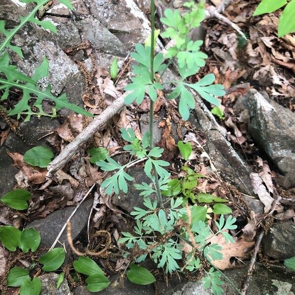 Capnoides sempervirens Leaf