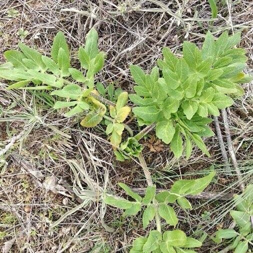 Opopanax chironium Fulla