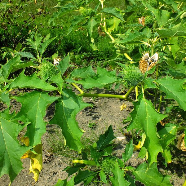 Datura stramonium പുറംതൊലി