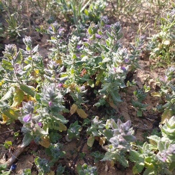 Teucrium scordium Flower