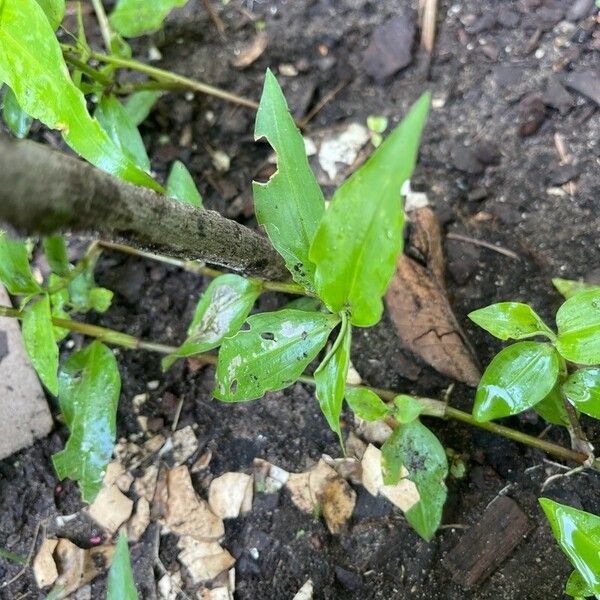 Commelina diffusa ᱵᱟᱦᱟ