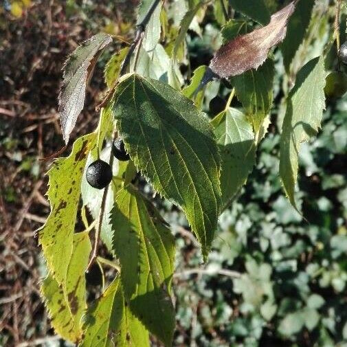 Celtis australis 叶