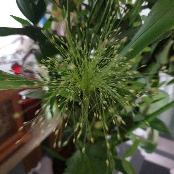 Panicum capillare Flor