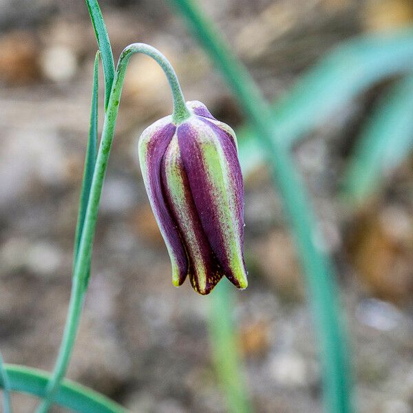 Fritillaria lusitanica Цвят