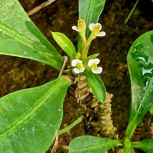 Euphorbia lophogona Deilen