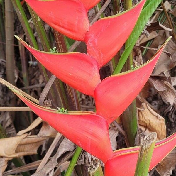 Heliconia wagneriana Кветка