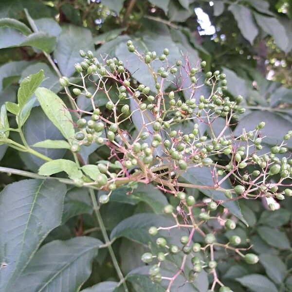 Sambucus nigra Owoc