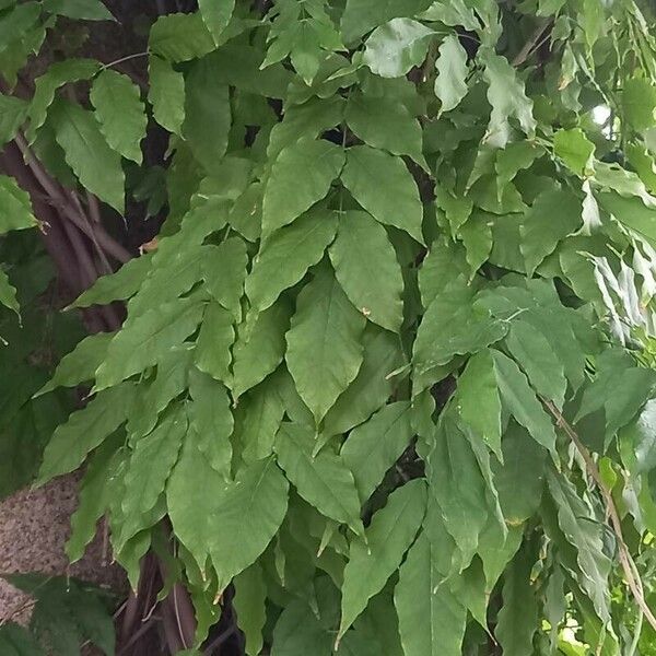 Wisteria sinensis Folio