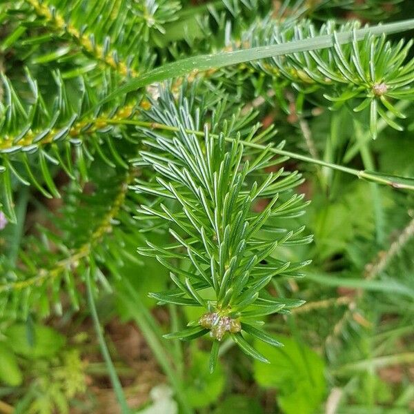 Abies cephalonica Blatt