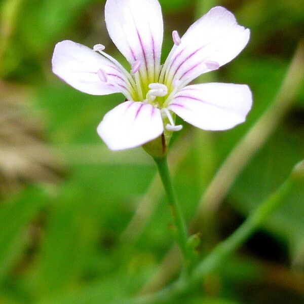 Gypsophila repens Květ