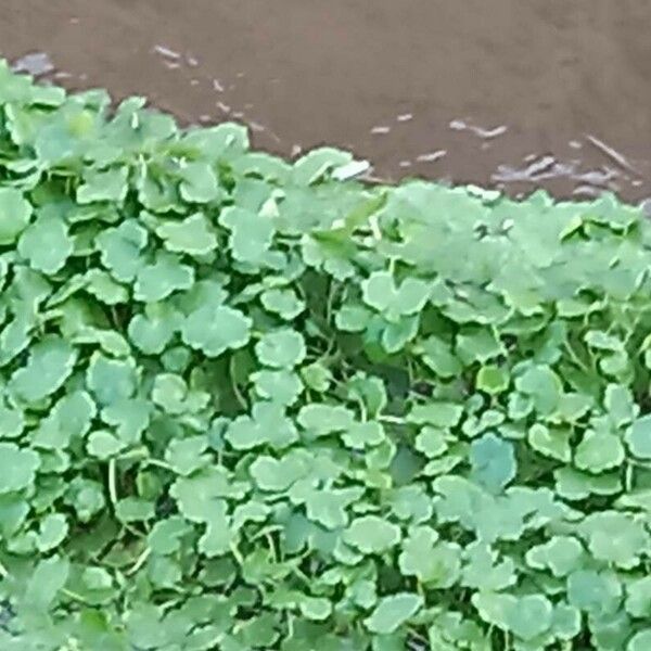 Hydrocotyle ranunculoides Folha