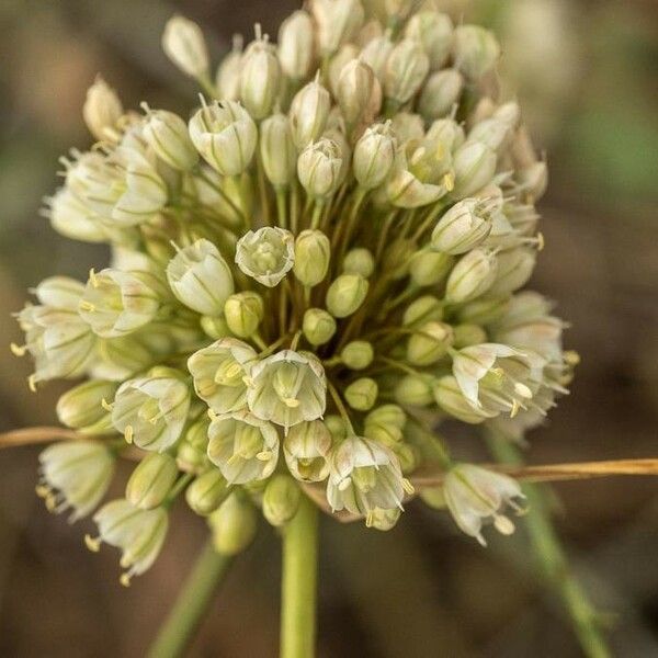 Allium paniculatum Кветка