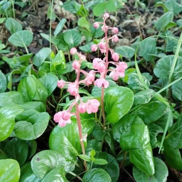 Pyrola asarifolia Folha