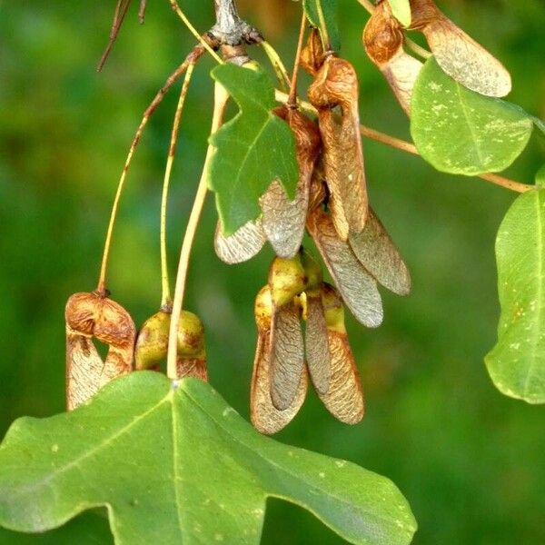 Acer monspessulanum Feuille