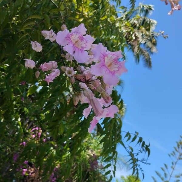 Podranea ricasoliana Blüte