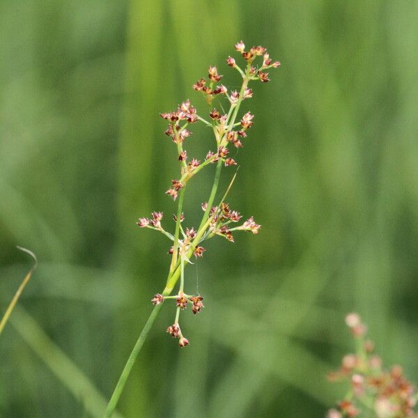 Juncus acutiflorus Květ