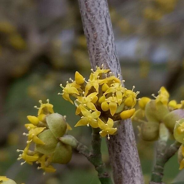 Cornus mas Flor