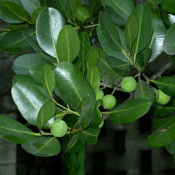 Calophyllum inophyllum Φύλλο