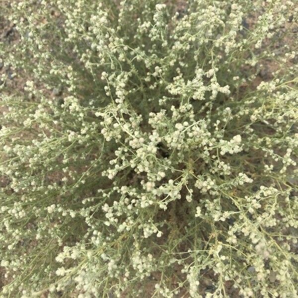 Artemisia frigida Кветка