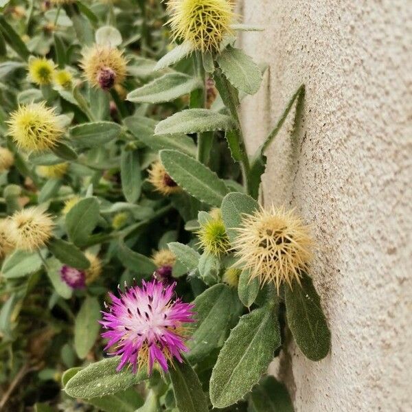 Centaurea seridis 花