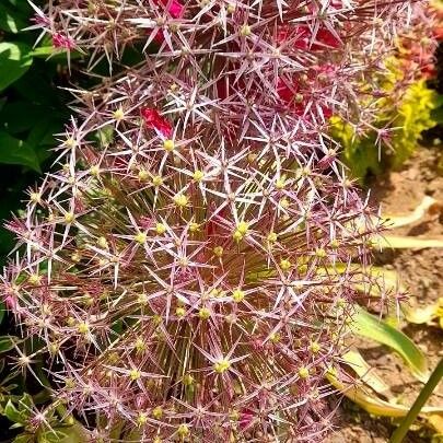 Allium cristophii Virág