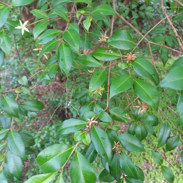 Backhousia myrtifolia Листок