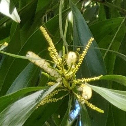 Acacia mangium Kwiat