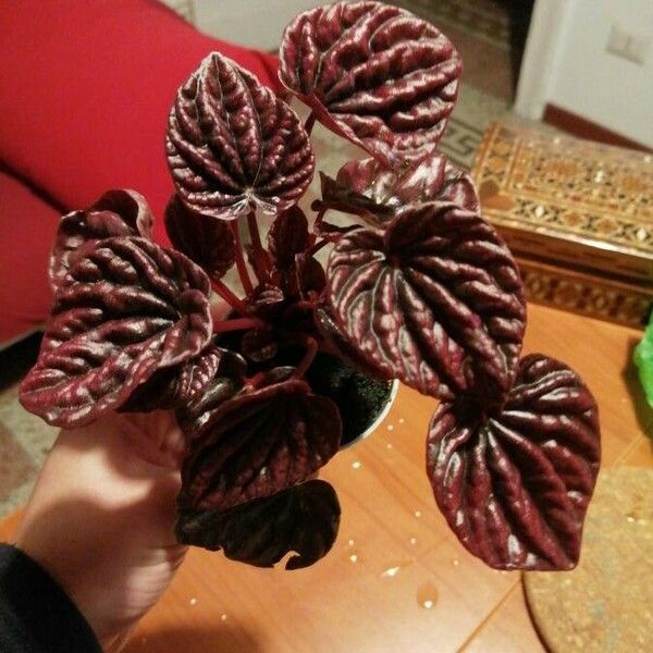 Peperomia caperata Leaf