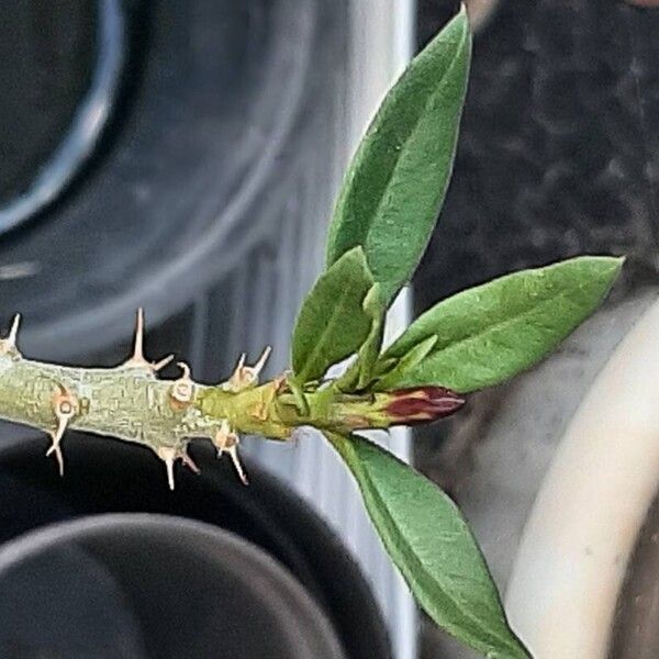 Pachypodium bispinosum Leaf