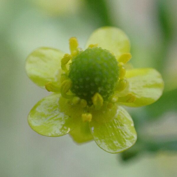 Ranunculus sceleratus Bloem