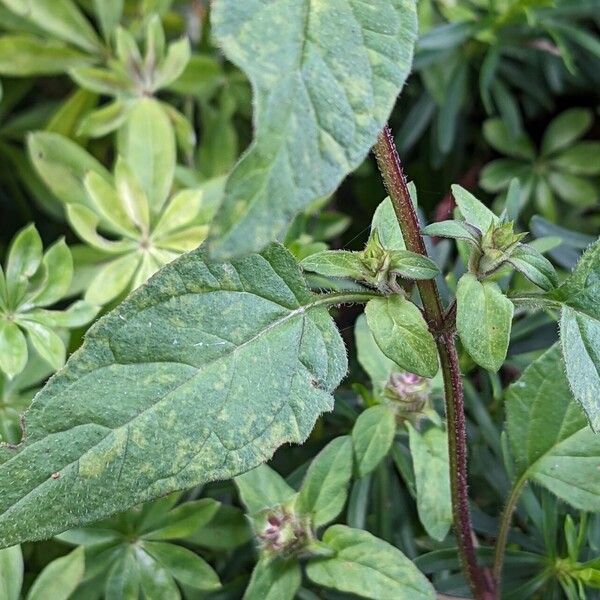 Prunella vulgaris 葉