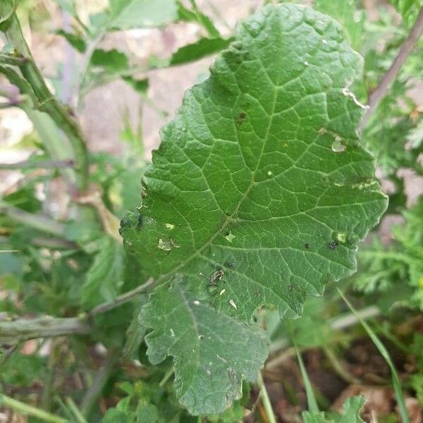 Sinapis arvensis Leaf