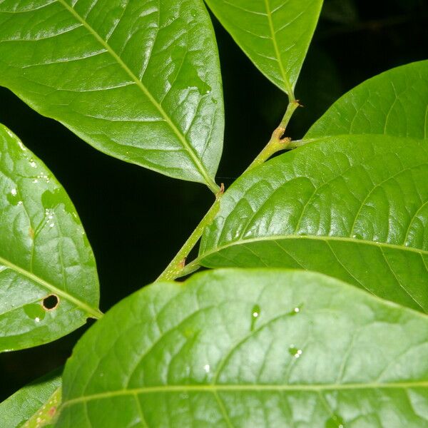 Margaritaria nobilis Leaf