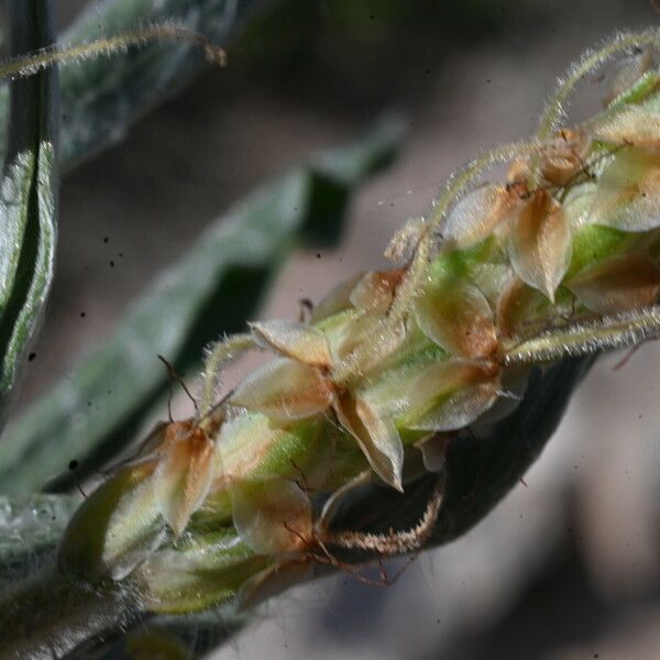 Plantago albicans 花