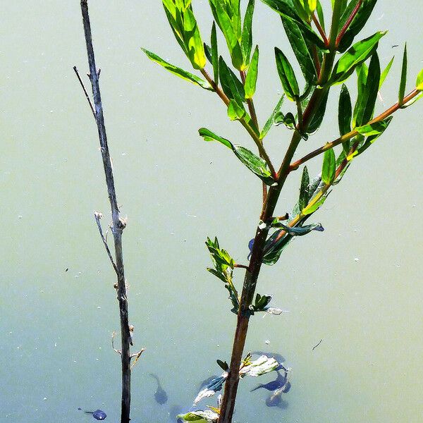 Epilobium parviflorum Φλοιός