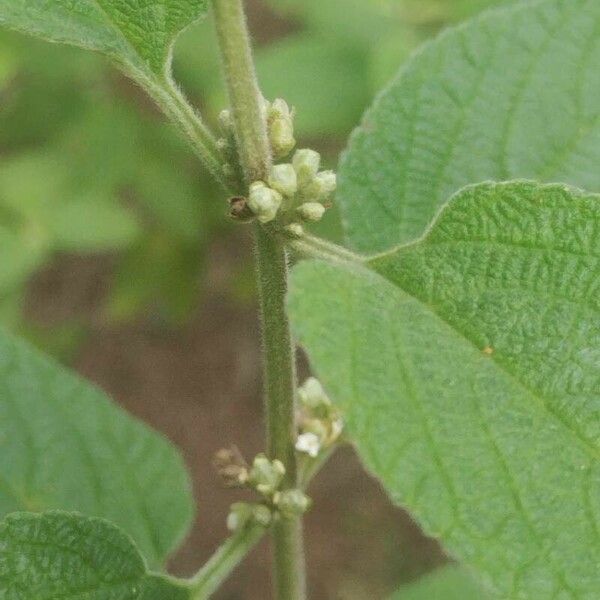 Lippia origanoides പുഷ്പം