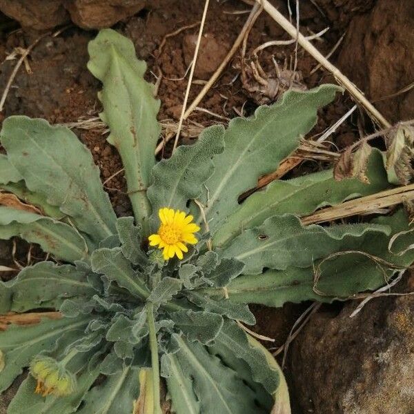 Calendula tripterocarpa ফুল