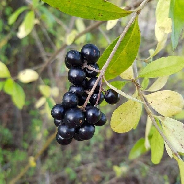 Ligustrum vulgare Fruit