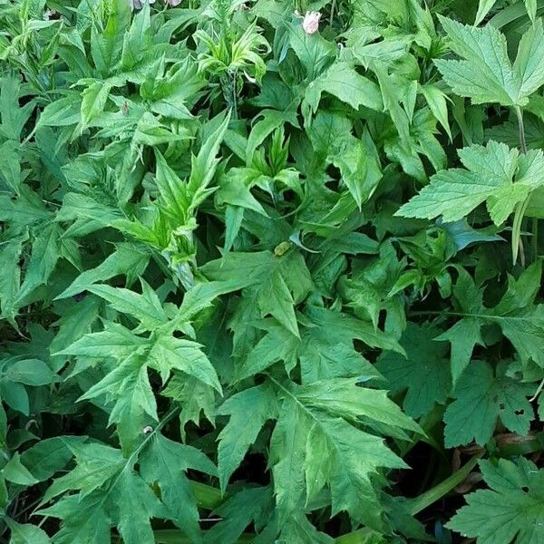 Echinops bannaticus ശീലം