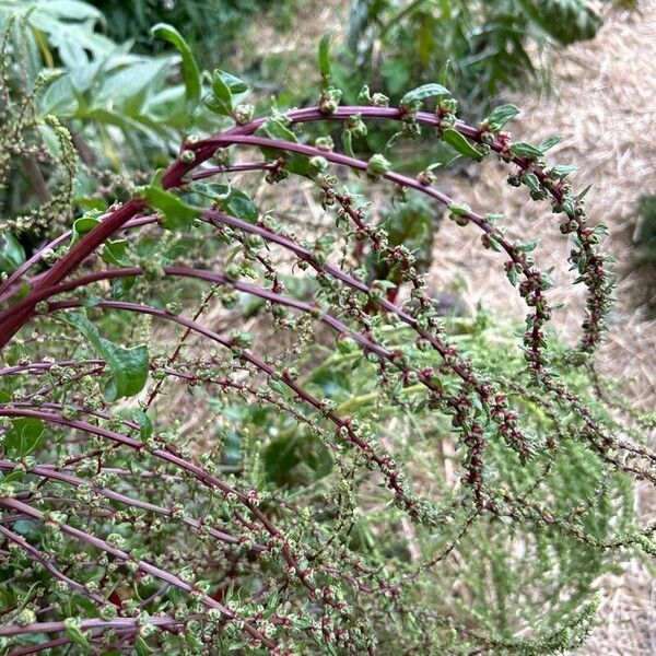 Beta macrocarpa Fleur